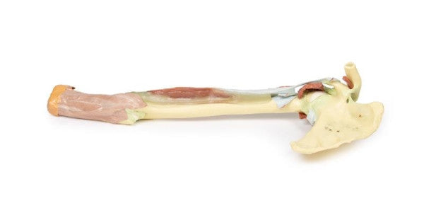 Upper Limb 3D Printed Anatomy Model