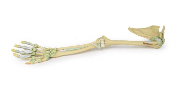 Upper Limb 3D Printed Anatomy Model