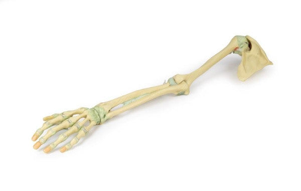Upper Limb 3D Printed Anatomy Model