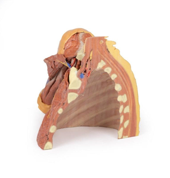 Body Wall 3D Printed Anatomy Model