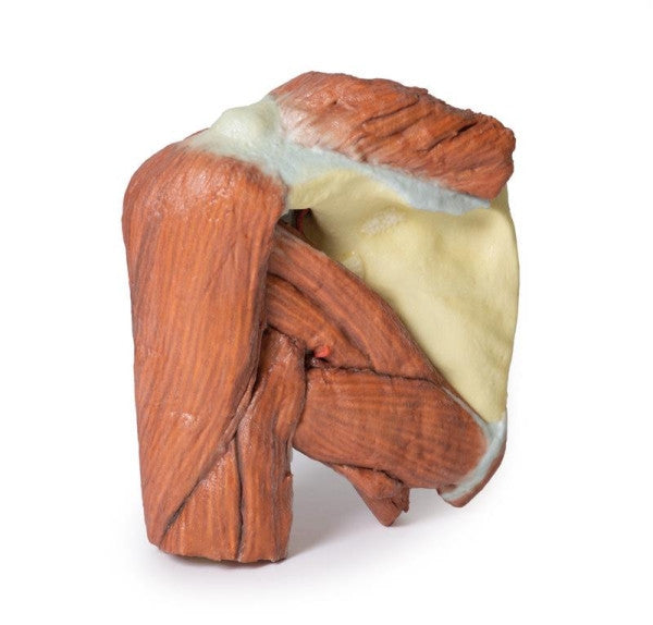 Posterior Aspect of the Shoulder (Left, Superficial Muscles and Axillary Brachial Artery) Model