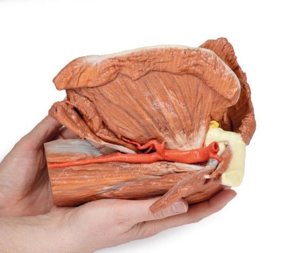 Shoulder 3D Printed Anatomy Model