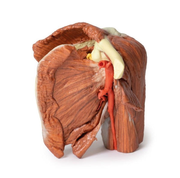 Shoulder (Left, Superficial Muscles and Axillary Brachial Artery) Model