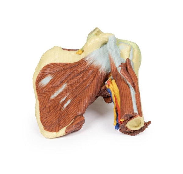 Shoulder (Deep Dissection of the Left Shoulder Joint, Musculature, and Associated Nerves and Vessels) Model