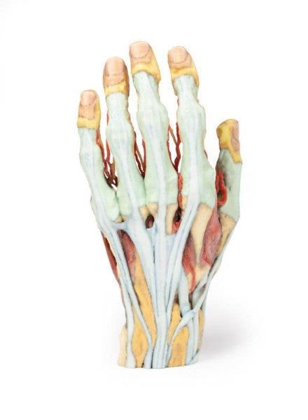 Hand 3D Printed Anatomy Model
