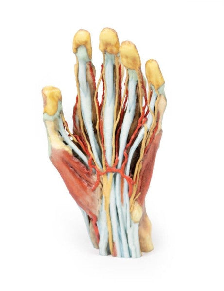 Hand 3D Printed Anatomy Model