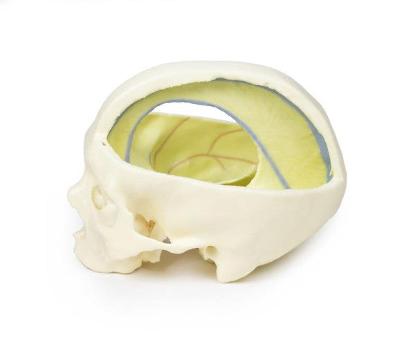 Skull 3D Printed Anatomy Model