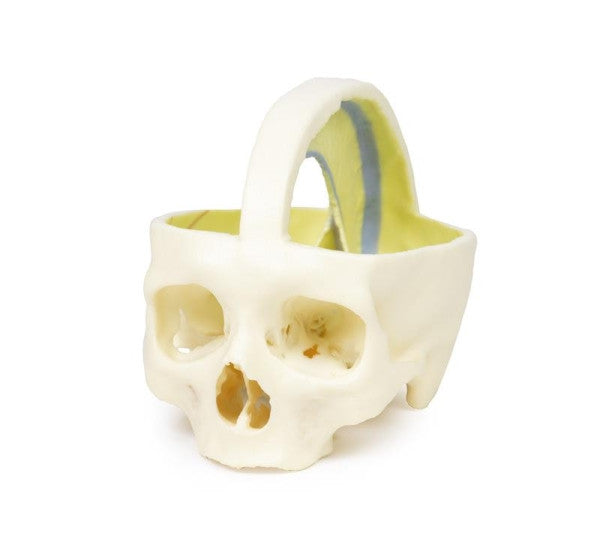 Skull 3D Printed Anatomy Model