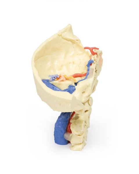Skull 3D Printed Anatomy Model
