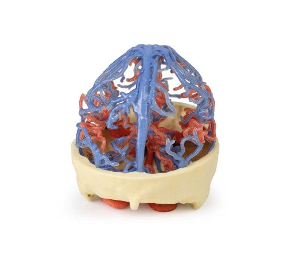 Arterial Circulation 3D Printed Anatomy Model