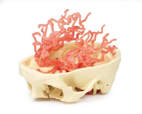 Arterial Circulation 3D Printed Anatomy Model