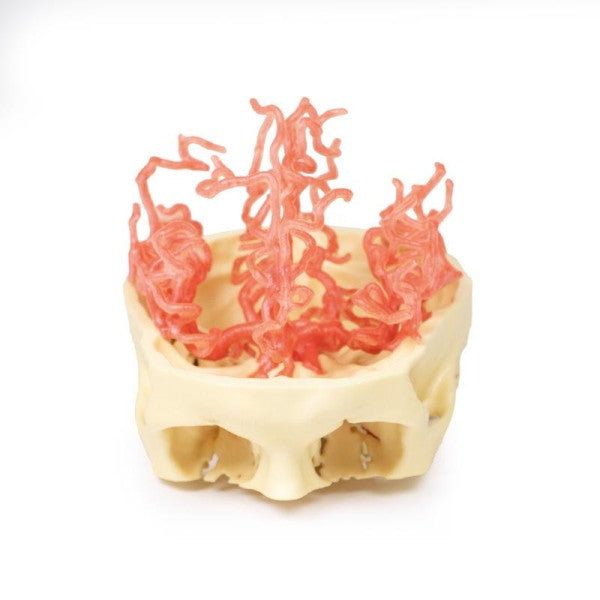 Arterial Circulation 3D Printed Anatomy Model