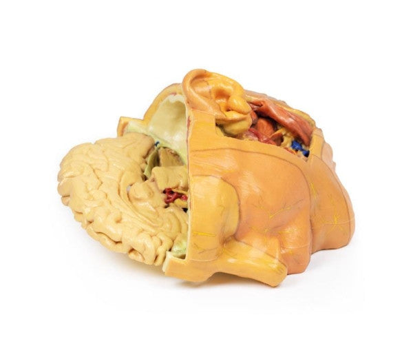 Head and Neck 3D Printed Anatomy Model