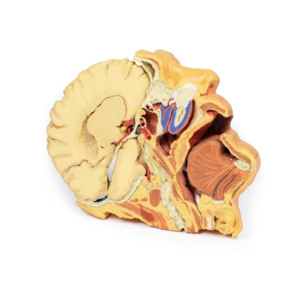 Head and Neck 3D Printed Anatomy Model