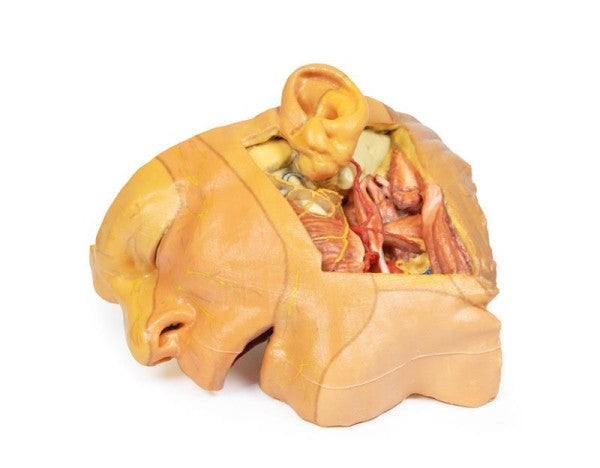 Head and Neck 3D Printed Anatomy Model