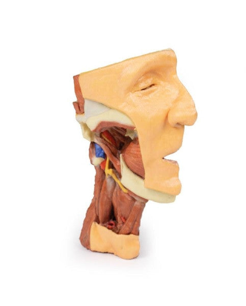 Deep Face/Infratemporal Fossa 3D Printed Anatomy Model