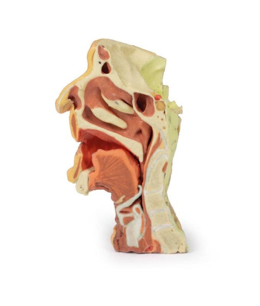 Deep Face/Infratemporal Fossa 3D Printed Anatomy Model