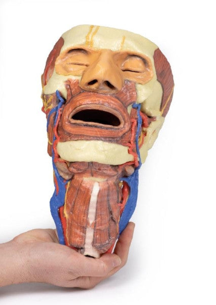 Head and Neck 3D Printed Anatomy Model
