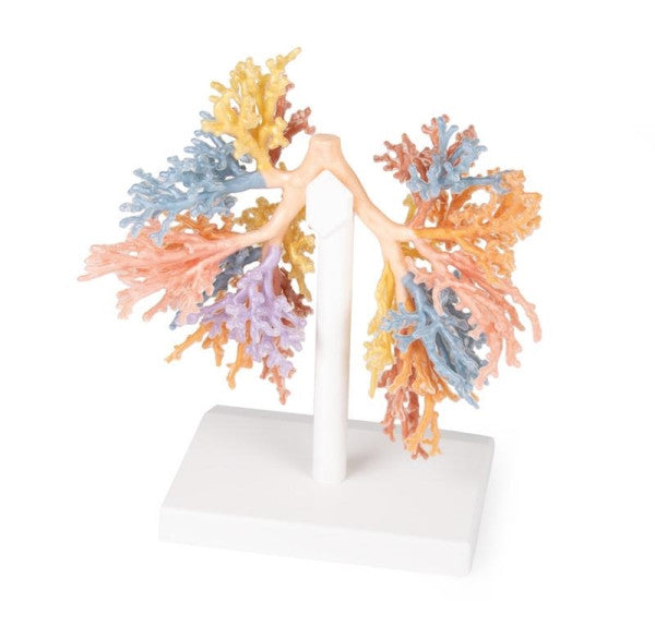 Bronchi 3D Printed Anatomy Model