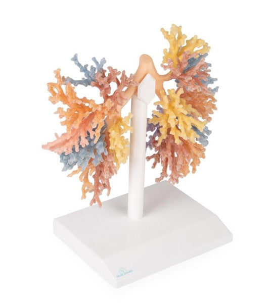 Bronchi 3D Printed Anatomy Model