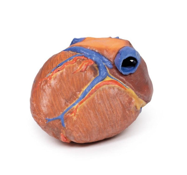 Heart 3D Printed Anatomy Model