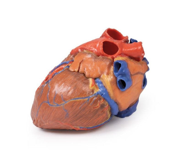 Heart 3D Printed Anatomy Model