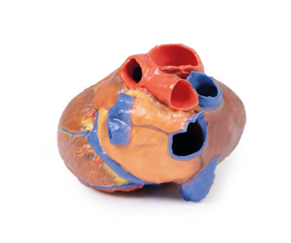 Superior view of the heart with superficial cardiac anatomy model