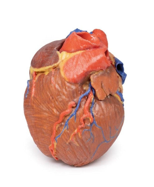 Heart 3D Printed Anatomy Model