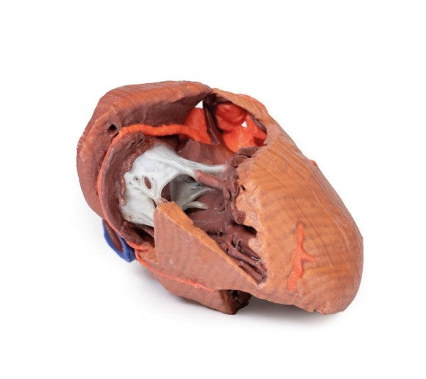 Heart 3D Printed Anatomy Model