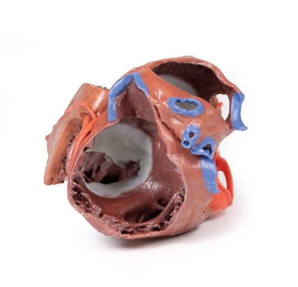 Superior view of the heart internal structures model