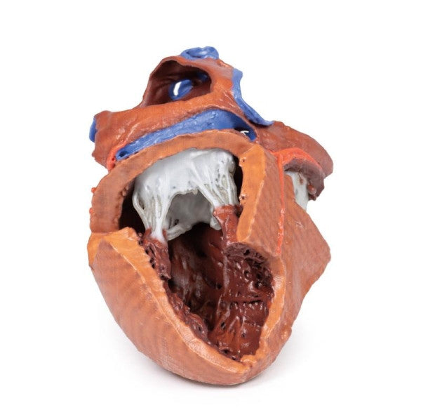 Heart 3D Printed Anatomy Model