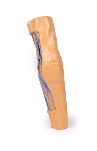 Cubital Fossa 3D Printed Anatomy Model