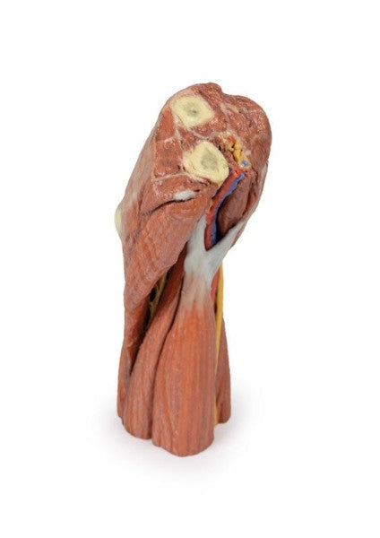 Cubital Fossa 3D Printed Anatomy Model