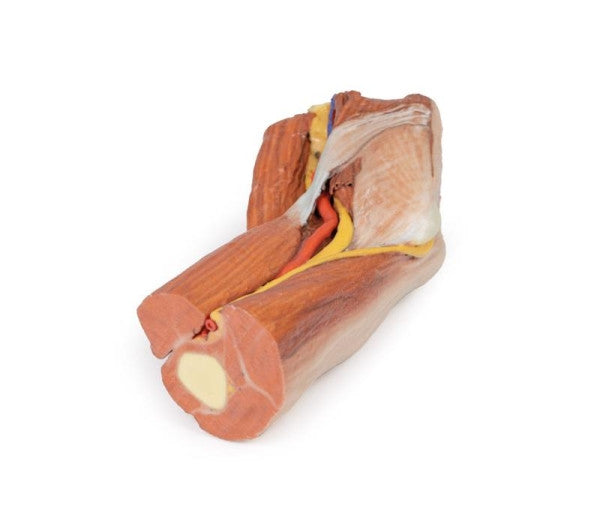 Cubital Fossa 3D Printed Anatomy Model