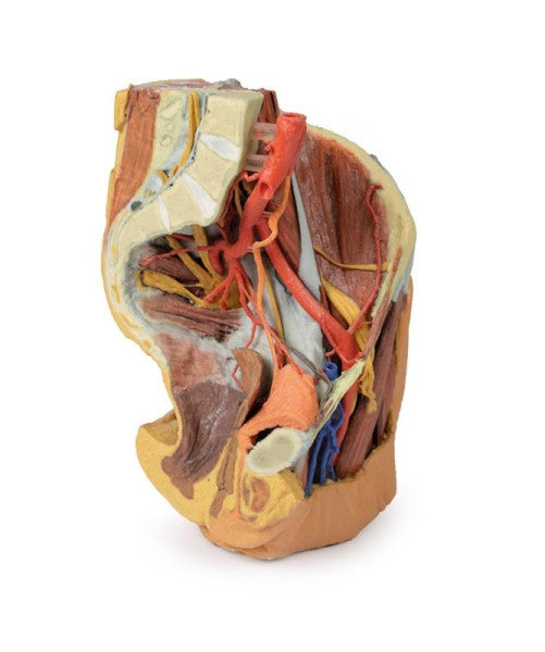 Female Pelvis 3D Printed Anatomy Model