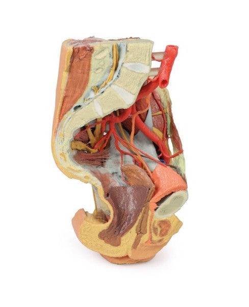 Female Pelvis 3D Printed Anatomy Model