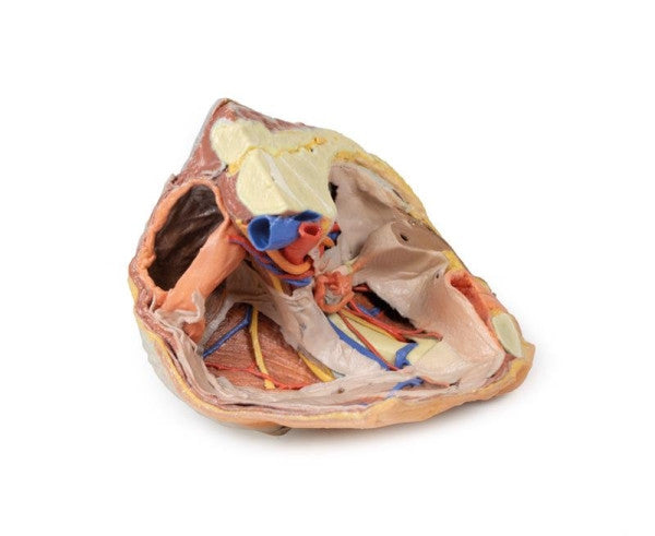 Female Pelvis 3D Printed Anatomy Model