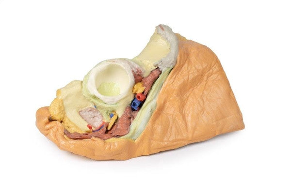 Female Pelvis 3D Printed Anatomy Model