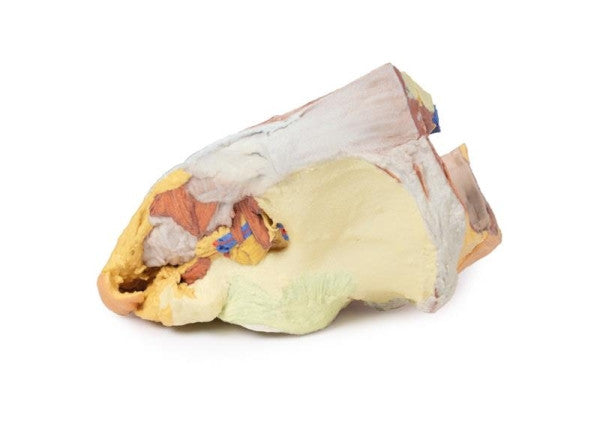 Female Pelvis 3D Printed Anatomy Model