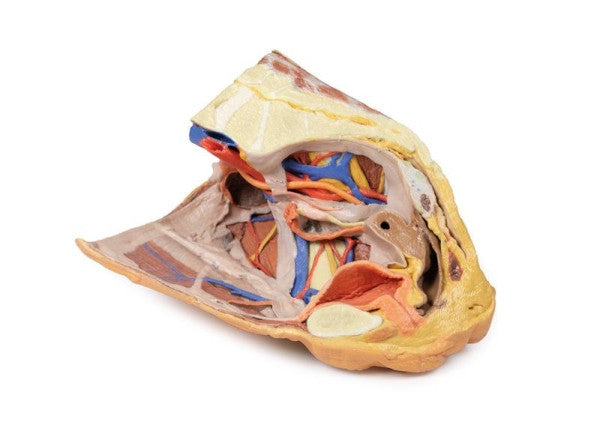 Female Pelvis 3D Printed Anatomy Model