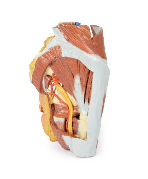 Female Pelvis 3D Printed Anatomy Model