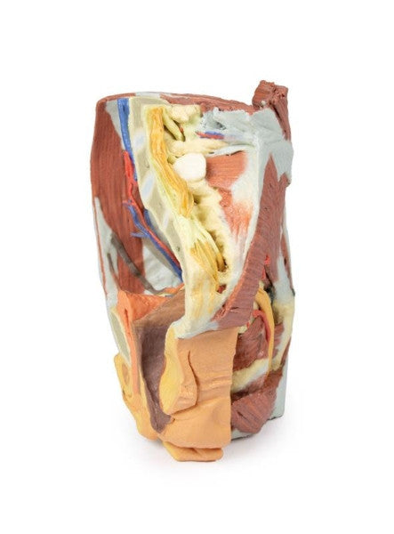 Female Pelvis 3D Printed Anatomy Model