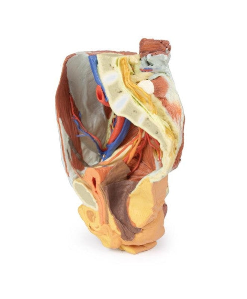 Female Pelvis 3D Printed Anatomy Model