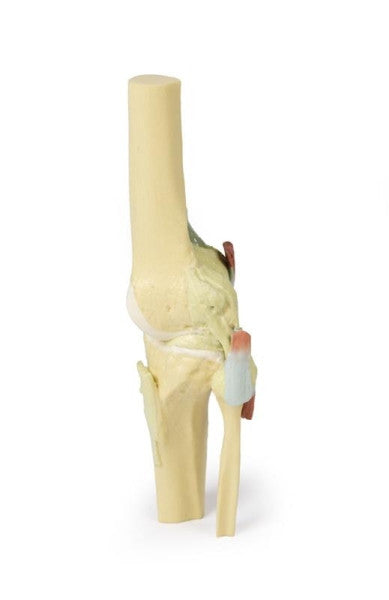 Knee Joint 3D Printed Anatomy Model