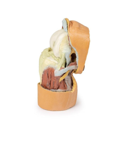 Knee Joint 3D Printed Anatomy Model