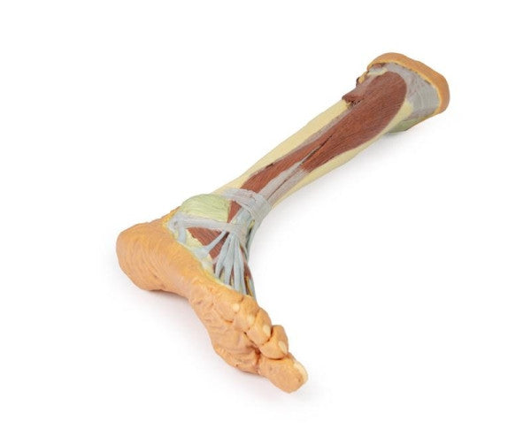 Lower Limb 3D Printed Anatomy Model