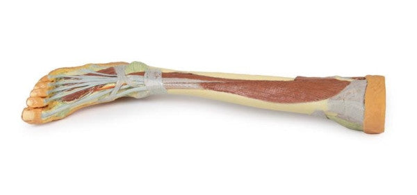 Lower Limb 3D Printed Anatomy Model