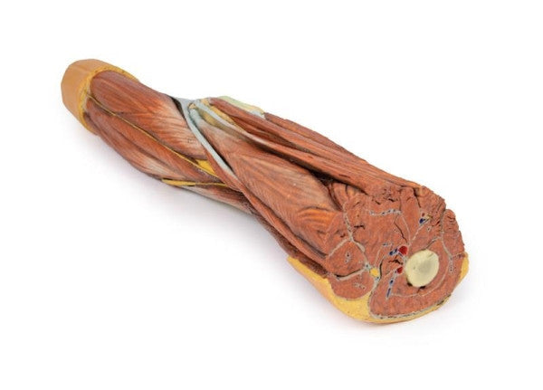 Lower Limb 3D Printed Anatomy Model