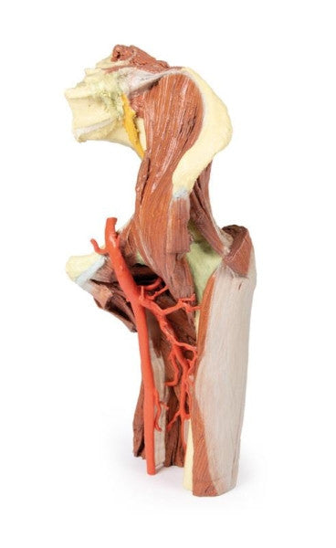 Lower Limb 3D Printed Anatomy Model