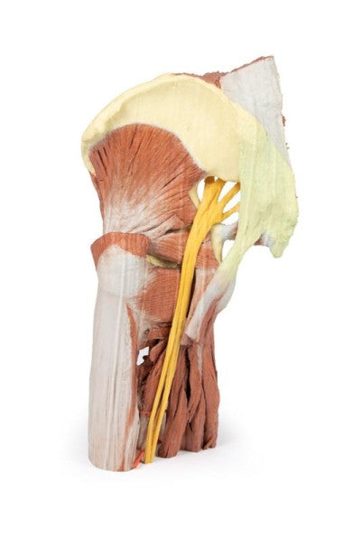 Lower Limb 3D Printed Anatomy Model